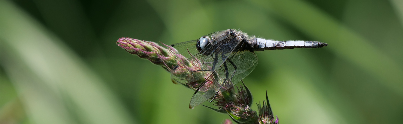 Spitzflecklibelle