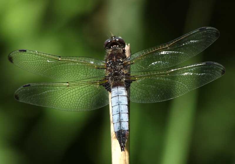 Spitzflecklibelle Männchen