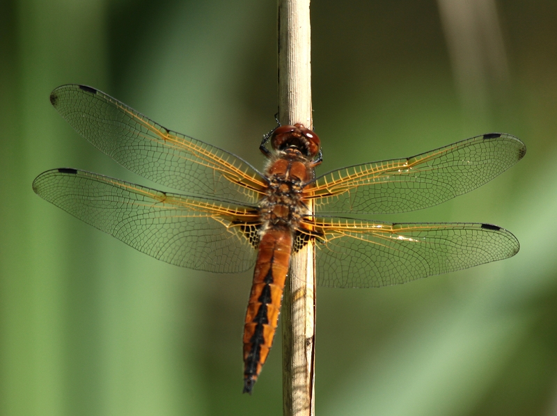 Spitzflecklibelle Weibchen