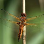 Spitzflecklibelle Weibchen