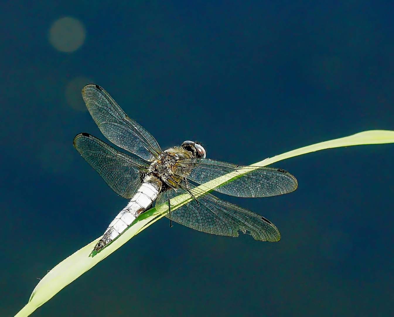 Spitzfleck(Libellula fulva)2