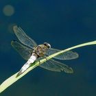 Spitzfleck(Libellula fulva)2