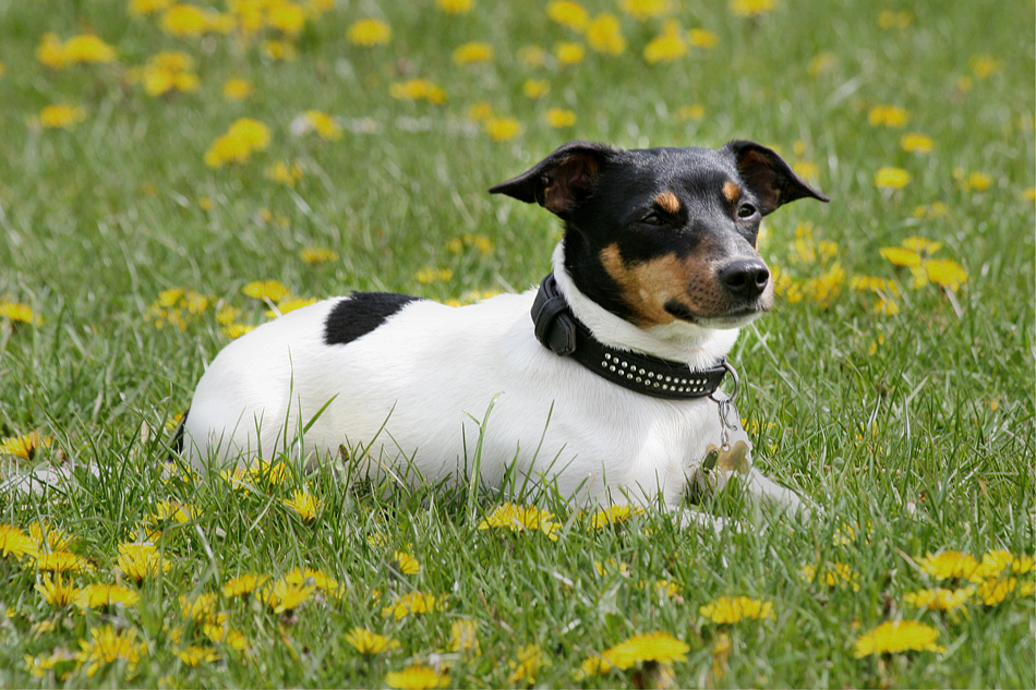 spitzgedackelter Windhund mit Fledermausohren