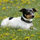 spitzgedackelter Windhund mit Fledermausohren