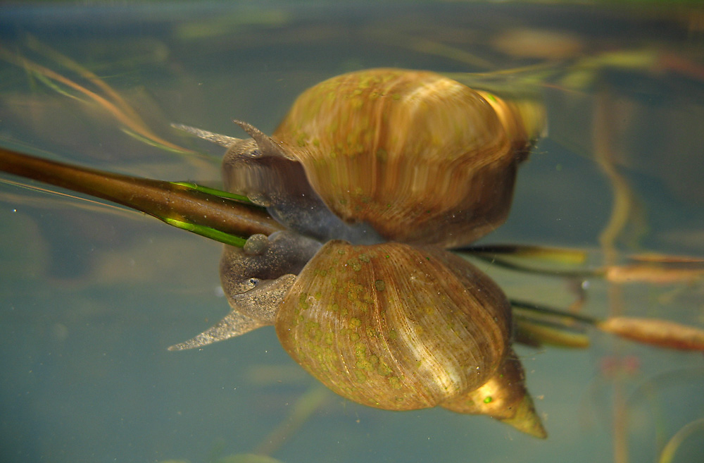 Spitzhornschnecke (Lymnaea stagnalis)