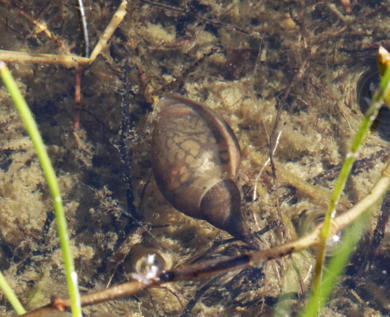 Spitzhornschnecke (Lymnaea stagnalis) im Wasser