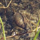 Spitzhornschnecke (Lymnaea stagnalis) im Wasser