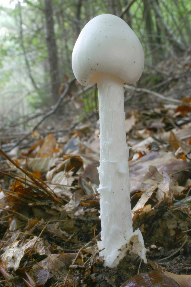 Spitzkegeliger Knollenblätterpilz (Amanita virosa), tödlich giftig!