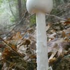 Spitzkegeliger Knollenblätterpilz (Amanita virosa), tödlich giftig!