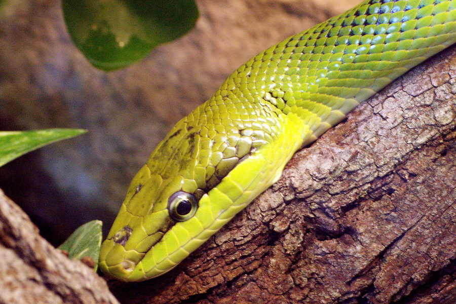 Spitzkopfnatter (Gonyosoma oxycephala)