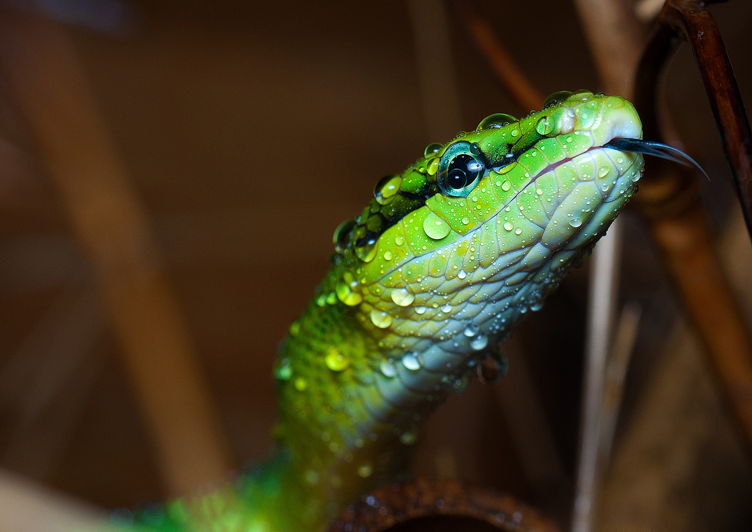 Spitzkopfnatter (Gonyosoma oxycephalum)