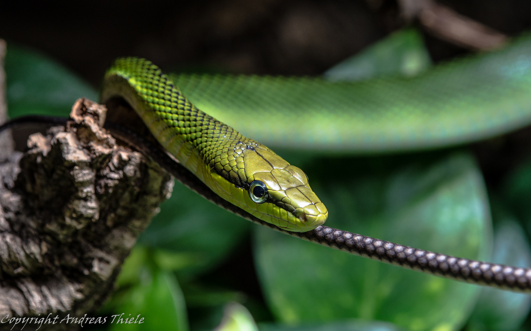 Spitzkopfnatter im Zooaquarium Berlin