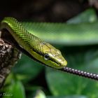 Spitzkopfnatter im Zooaquarium Berlin