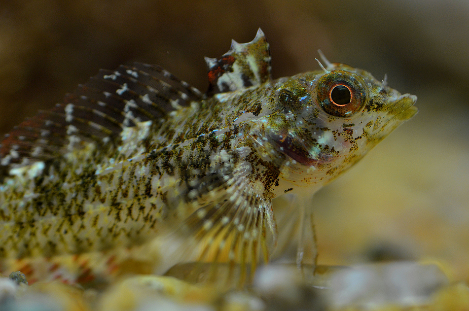 Spitzkopfschleimfisch (Tripterygion tripteronotus)