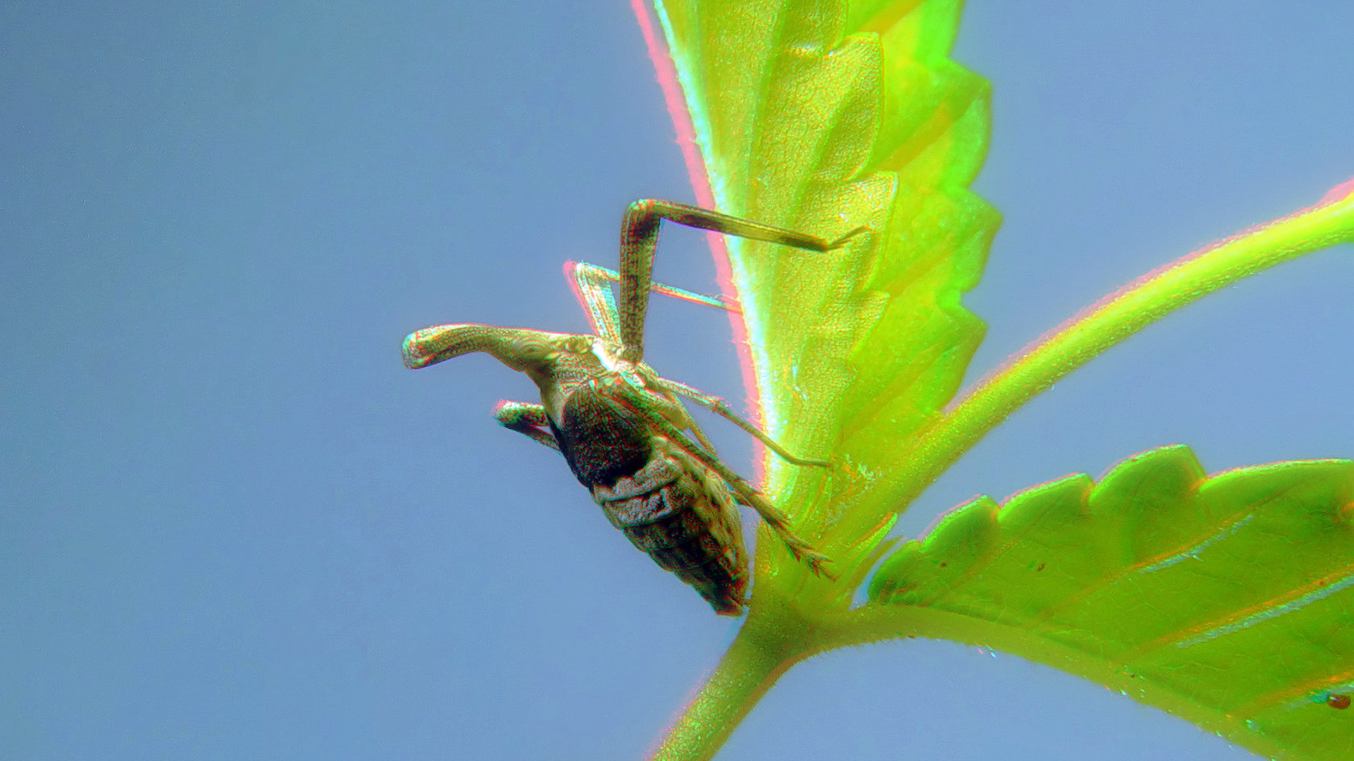 Spitzkopfzikade (Extrem Makro)