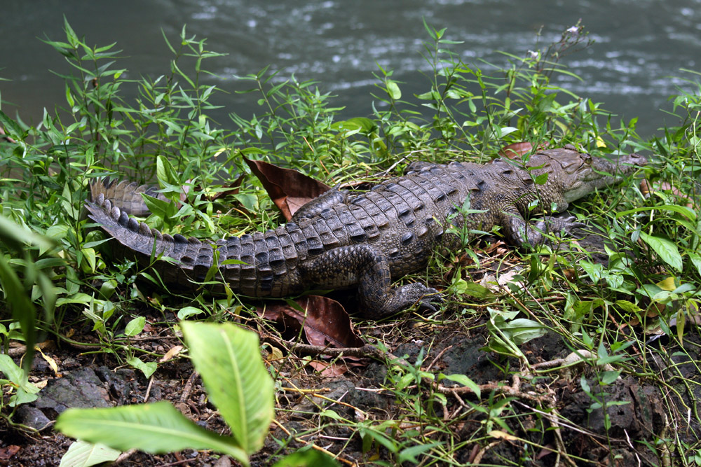 Spitzkrokodil