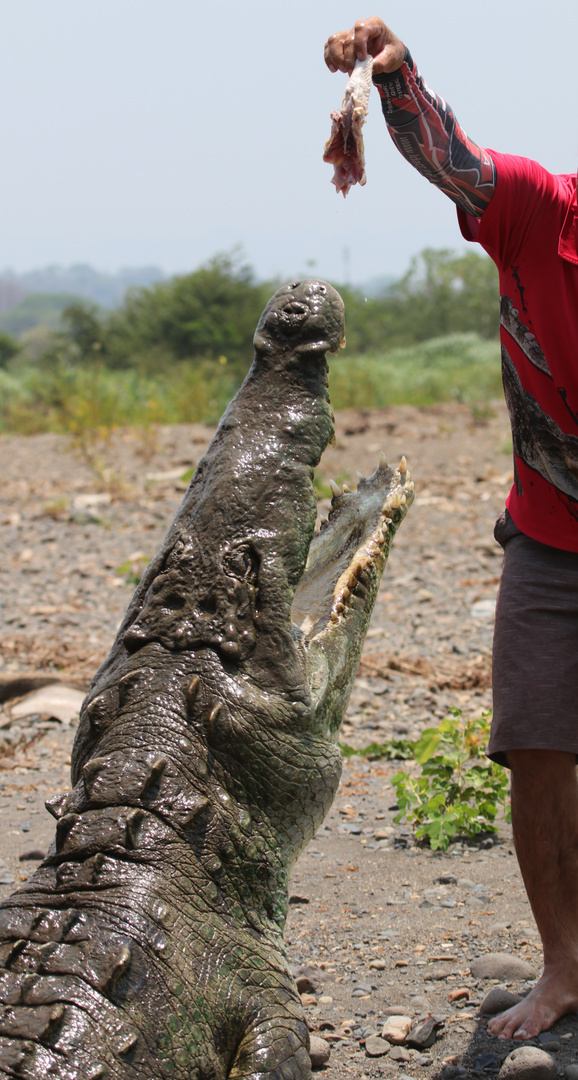 Spitzkrokodil ( Crocodylus acutus )