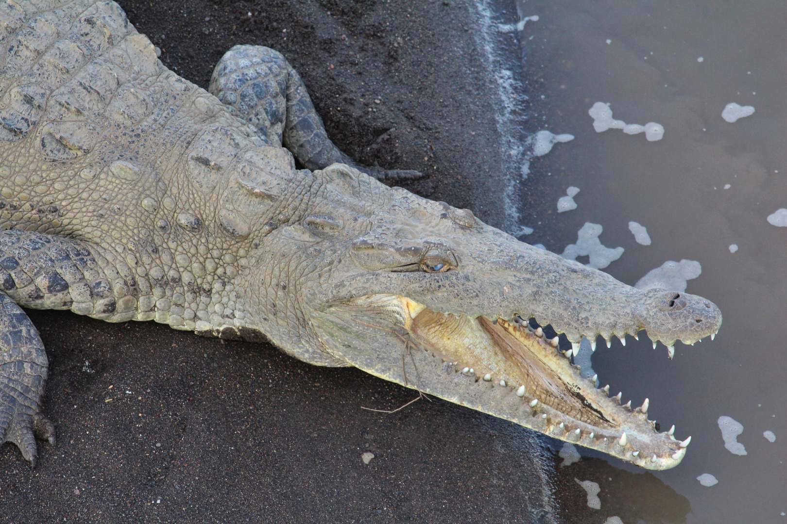 Spitzkrokodil ( Crocodylus acutus )