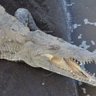 Spitzkrokodil ( Crocodylus acutus )