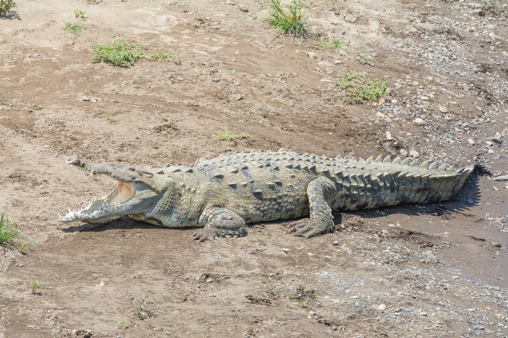 Spitzkrokodil (Crocodylus acutus), Fluss Tárcoles, Costa Rica