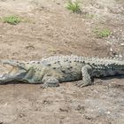 Spitzkrokodil (Crocodylus acutus), Fluss Tárcoles, Costa Rica