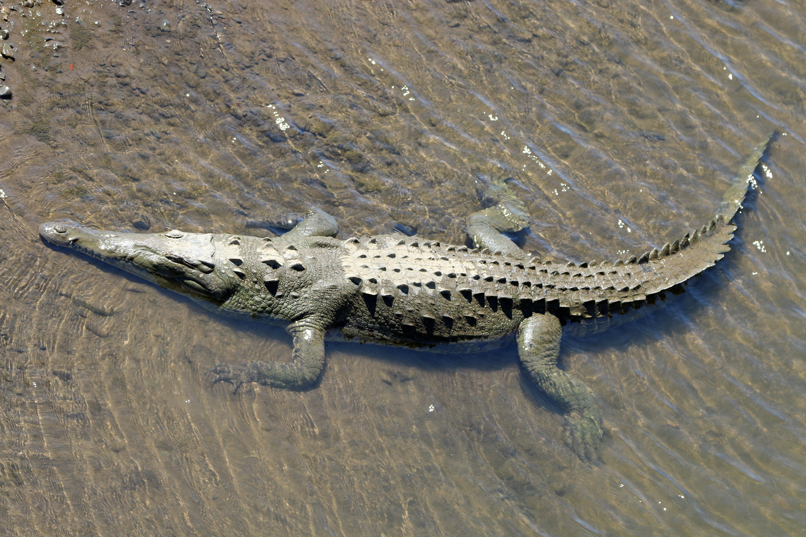 Spitzkrokodil des Rio Tarcoles