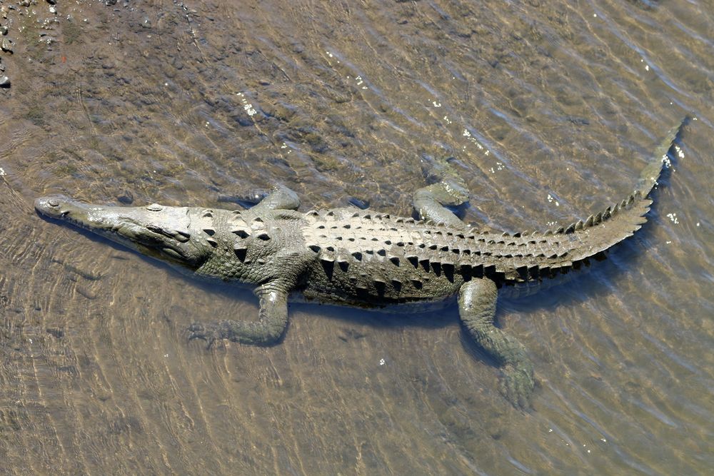 Spitzkrokodil des Rio Tarcoles