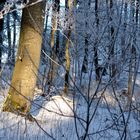 Spitzlicht im Wald