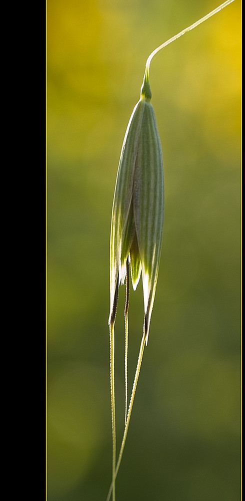 SPITZLICHTER