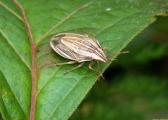 Spitzling (Aelia acuminata)