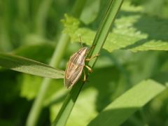 Spitzling (Aelia acuminata)