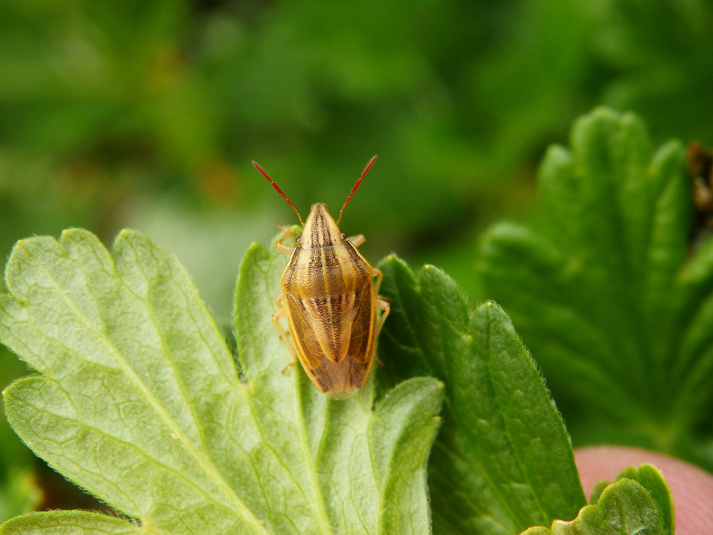 Spitzling (Aelia acuminata) - auch wieder da