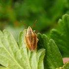 Spitzling (Aelia acuminata) - auch wieder da