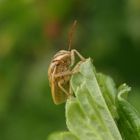 Spitzling (Aelia acuminata) - auch wieder da