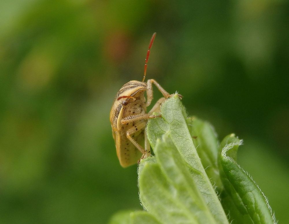 Spitzling (Aelia acuminata) - auch wieder da