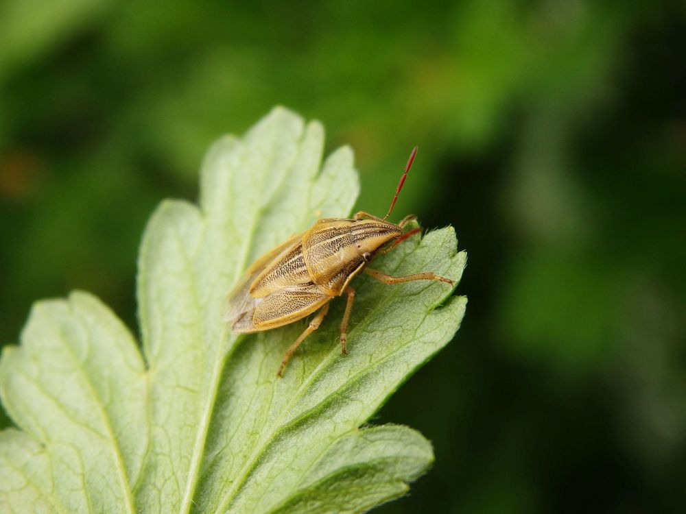 Spitzling (Aelia acuminata) - auch wieder da