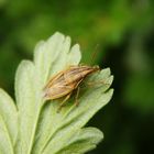 Spitzling (Aelia acuminata) - auch wieder da