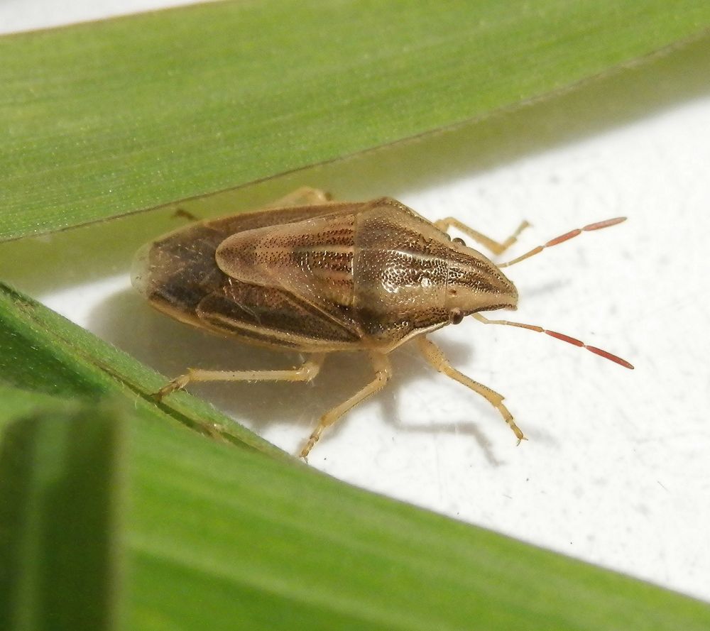 Spitzling (Aelia acuminata) - auf Weichgras entdeckt