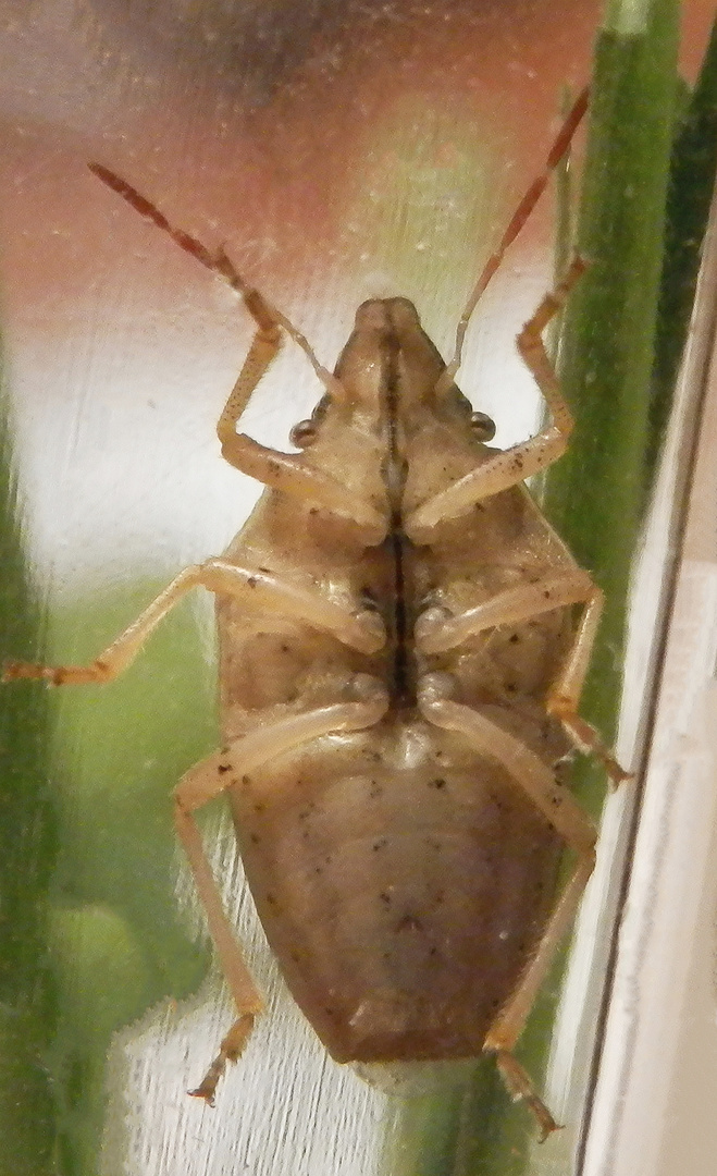 Spitzling (Aelia acuminata) mit seinen arttypischen Flecken