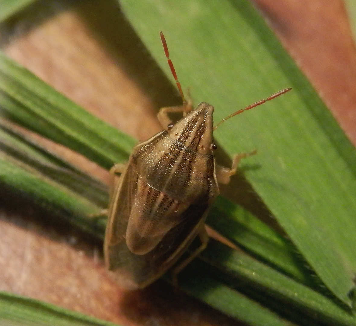 Spitzling (Aelia acuminata) von oben