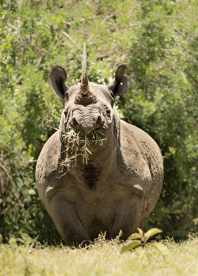 Spitzmaul Nashorn