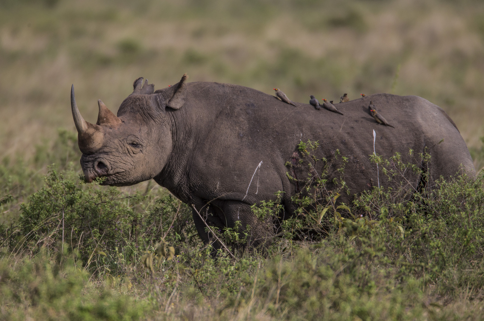 Spitzmaul Nashorn