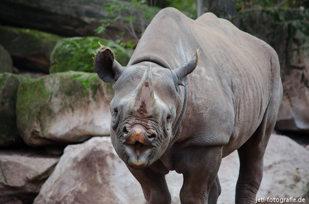 Spitzmaul Nashorn gibt Küsschen ;-)