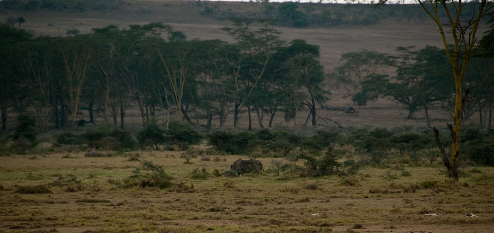 Spitzmaul-Nashorn, Kenia