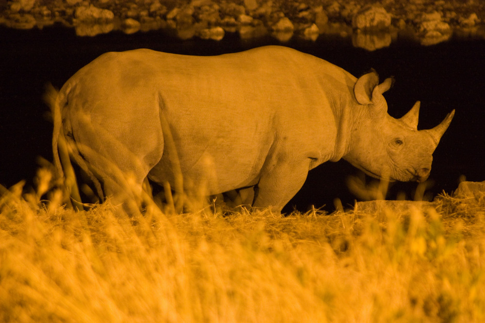 Spitzmaul-Nashorn (Namibia)