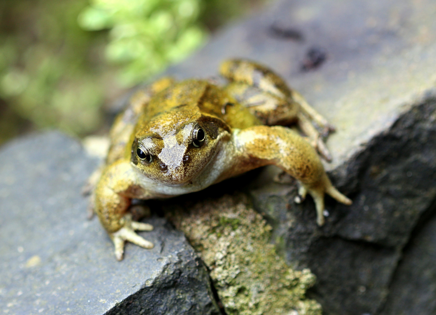 Spitzmaulfrosch 