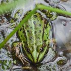 "Spitzmaulfrosch" - genervt von vier Mücken