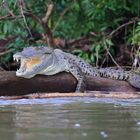 Spitzmaulkrokodil zeigt Zähne