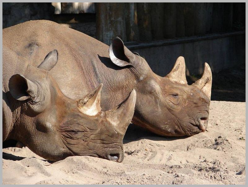 Spitzmaulnashörner im Zoo von MD