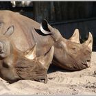 Spitzmaulnashörner im Zoo von MD